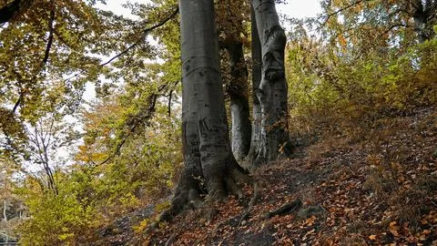 Tree group with four trees from the side Stock Photos