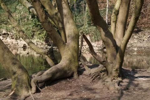 Tree group standing on the river Stock Photos