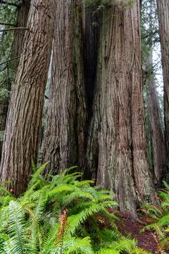 Tree grove Stock Photos