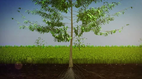 Tree Grow up 1 Vidéo 152514038