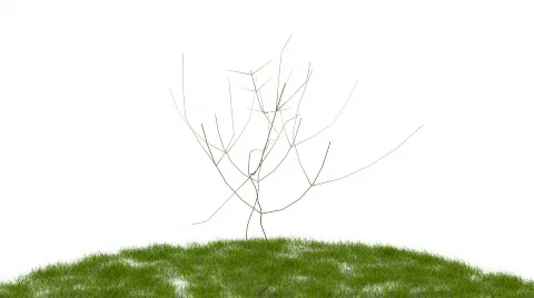 Tree grow activity Video stock 831816