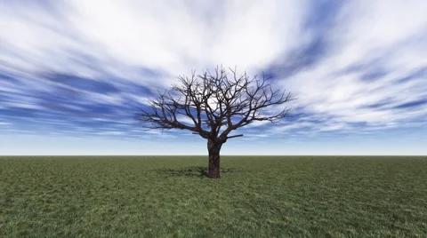 Tree grow Stock Footage 3804549