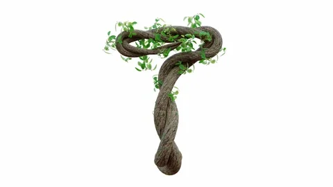 Tree grow or vine in the shape of the English text. Letter font T. Video stock 245132727
