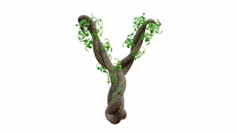 Tree grow or vine in the shape of the English text. Letter font Y. Video stock 245132768