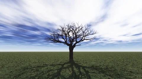 Tree grow sunset Stock Footage 3818039