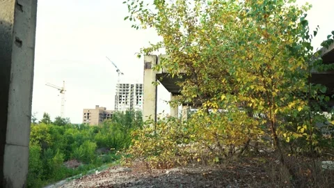 A tree growing on an abandoned building. Stock Footage 166625401