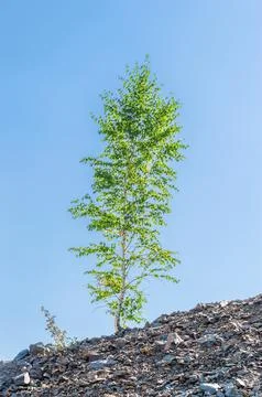 Tree Growing in an Abandoned Open Pit Mineral Mine Stock Photos