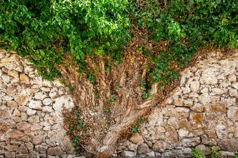 Tree growing against a rustic stone wall Stock-Fotos