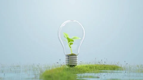 Tree growing Animation in light bulb on grass or meadow. 스톡 동영상 256218801
