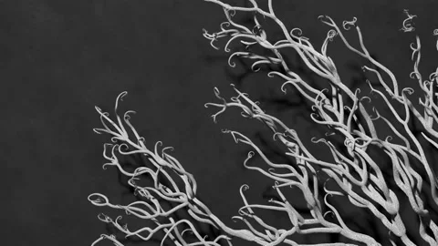 Tree growing animation. Tree unrolling concept. Black and white background. 3 Video stock 200917726