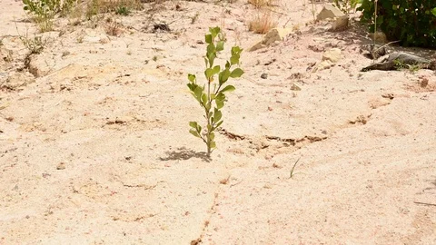 Tree growing in arid land Vidéo 115354008