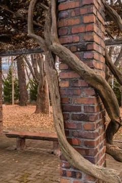 Tree growing around column Stock Photos