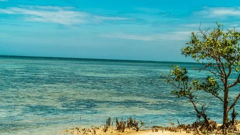 A tree is growing on the beach next to the ocean Stock Photos