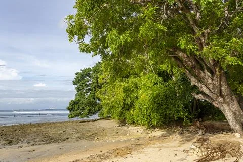 Tree is growing on the beach next to the ocean Stock Photos