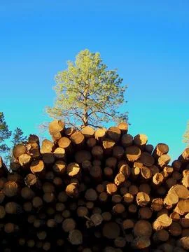 Tree growing behind a pile of recently cut down trees, Flagstaff, Arizona. Stock Photos