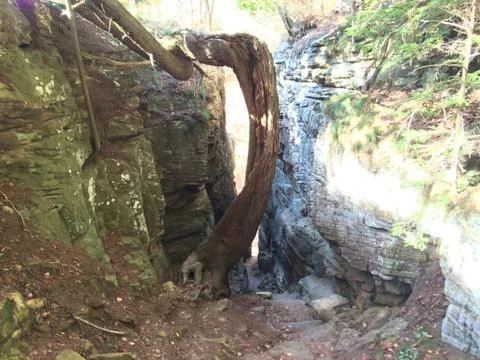 Tree Growing Between Boulders Stock Photos