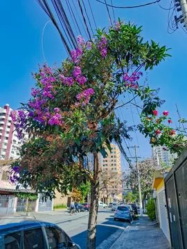 Tree growing between overhead wiring. Stock Photos