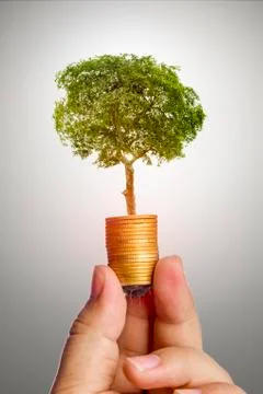 The tree is growing both on the progress of money and financial reports, alon Stock Photos
