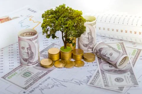 The tree is growing both on the progress of money and financial reports, alon Stock Photos