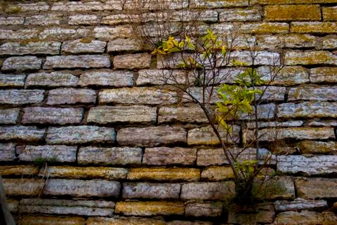 Tree growing from a brick wall Stock Photos