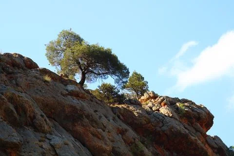 Tree growing on a cliff face under blue sky Foto stock