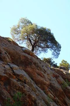 Tree growing on a cliff face under blue sky Stock Photos