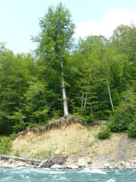 Tree growing on a cliff in a mountain river 스톡 사진