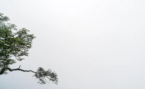 Tree growing on a cliff of Tianmen mountain covered in fog Foto stock
