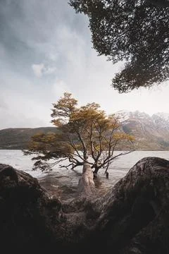 Tree growing on the coast of Ushuaia Stock Photos