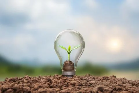 A tree growing on a coin in a light bulb including sunset background, energ.. Stock Photos