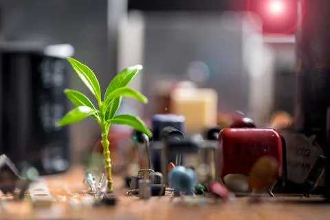 Tree growing on the converging point of computer circuit board. Green compu.. Stock Photos