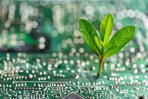 Tree growing on the converging point of computer circuit board. Green compu.. Foto stock