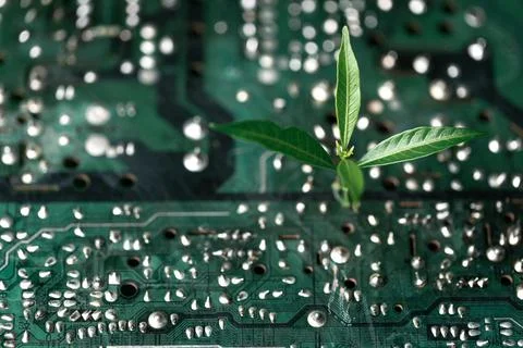 Tree growing on the converging point of computer circuit board. Green compu.. Stock Photos