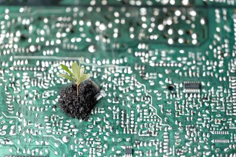 Tree growing on the converging point of computer circuit board. Green compu.. Stock Photos