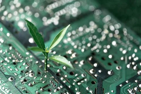 Tree growing on the converging point of computer circuit board. Green compu.. Stock Photos