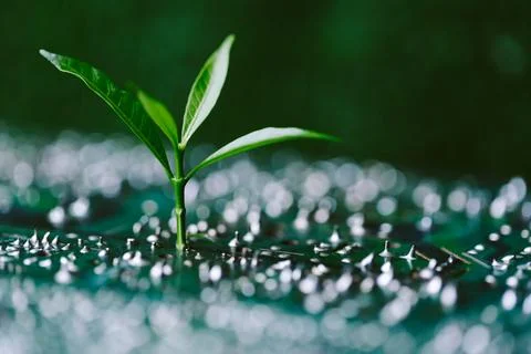 Tree growing on the converging point of computer circuit board. Green compu.. Stock Photos