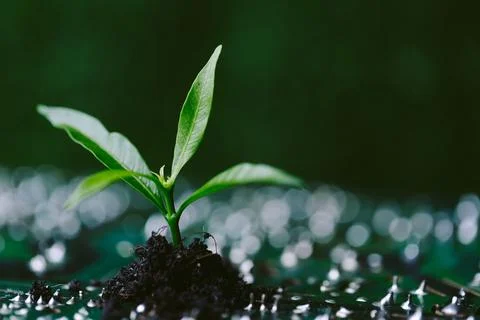 Tree growing on the converging point of computer circuit board. Green compu.. Stock Photos