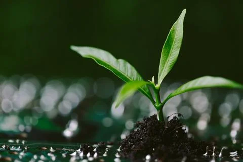 Tree growing on the converging point of computer circuit board. Green compu.. Foto stock