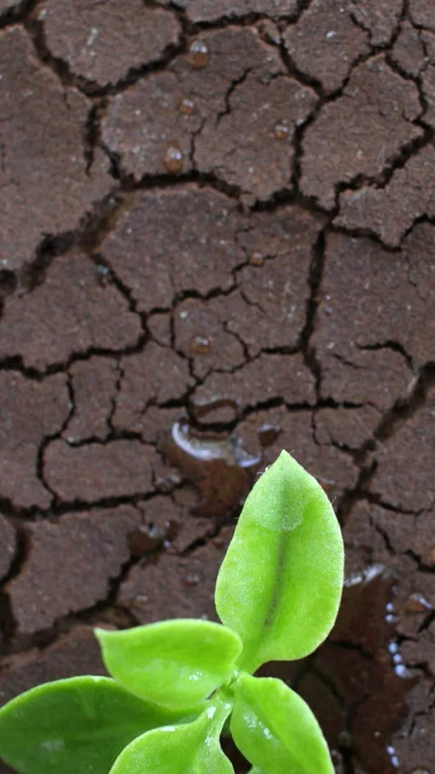 A tree growing on cracked ground. Crack dried soil in drought, Affected of .. Stock Footage 256929310