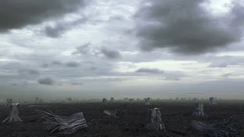 Tree Growing on a Deforested Land Stock Footage 80176459