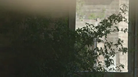 Tree growing in derelict building Stock Footage 159474112