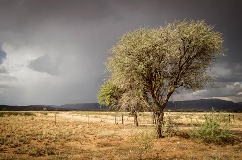 Tree growing in the desert under storm clouds; Namibia Stock Photos