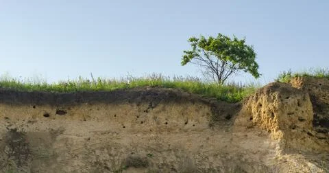 A tree growing on the edge of a cliff. Slice of earth with layers of clay wit Stock Photos