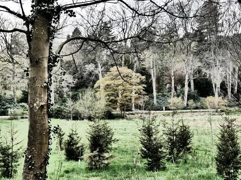 Tree growing on the edge of the meadow in a forest clearing Stock Photos