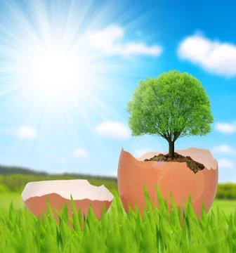 Tree growing in a egg. Stock Photos