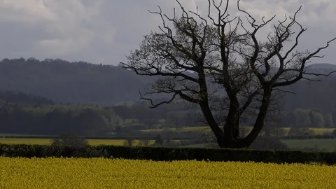 Tree growing in a field of yellow rape seed England countryside 4K Видео 89325981