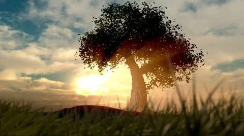 Tree growing Stock Footage 10771074