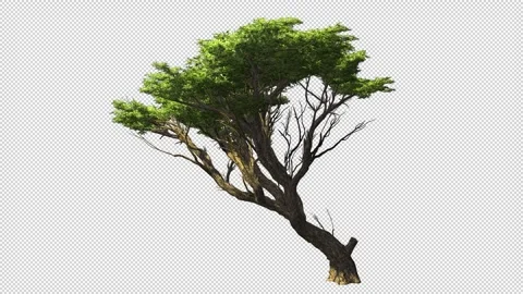 Tree growing in the foothills Stock Footage 247053051