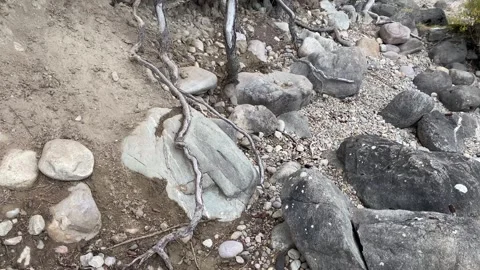 Tree Growing From The Ground. 4K Stock Footage 253156935