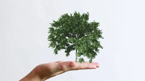 Tree growing up on the hand Video stock 133237031